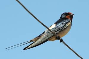 Barn Swallow Bird